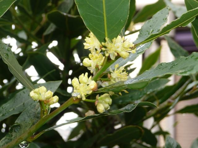 月桂樹の移植と病気 2013/4/6 月桂樹の花