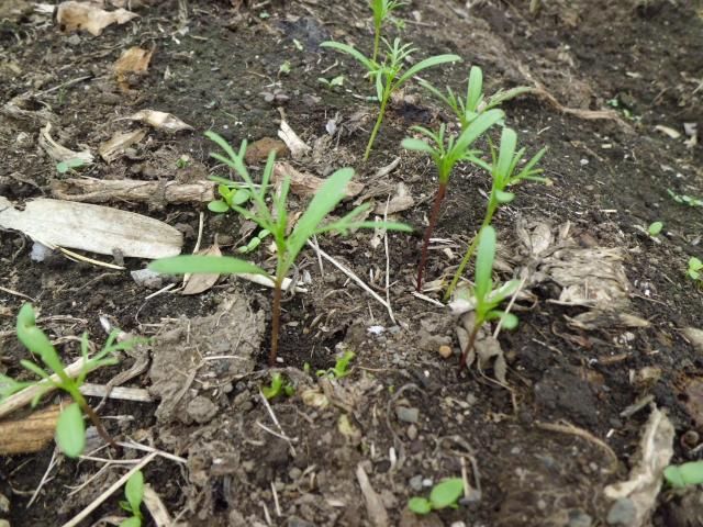 コスモス畑が楽しみ コスモスの芽が出ました