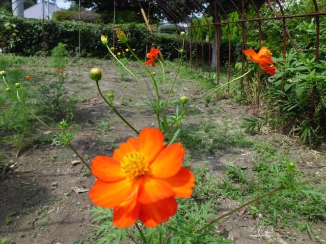 コスモス畑が楽しみ 畑にならず。少しだけ花が咲きました。