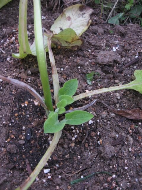 見切り苗の復活大作戦 植えました