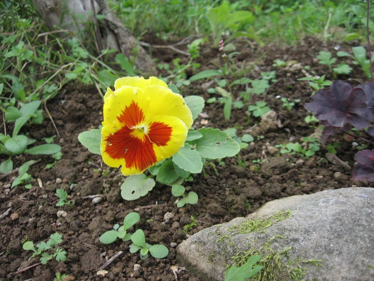 ２０世紀パンジー 開花しました