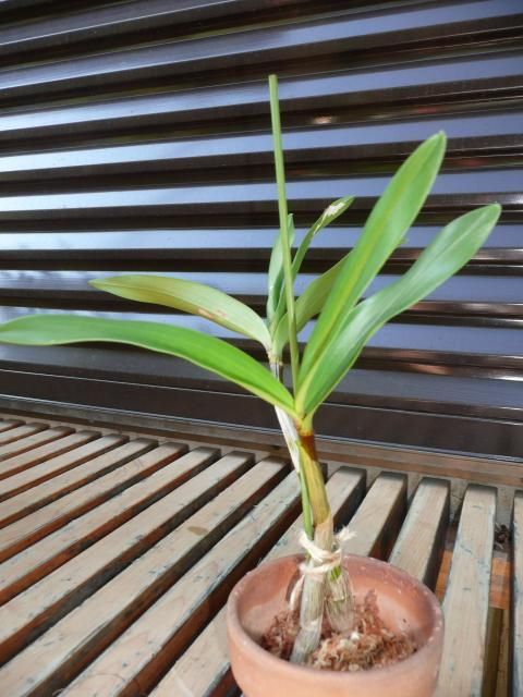 スペシオキンギアナムの高芽取り 植え込み