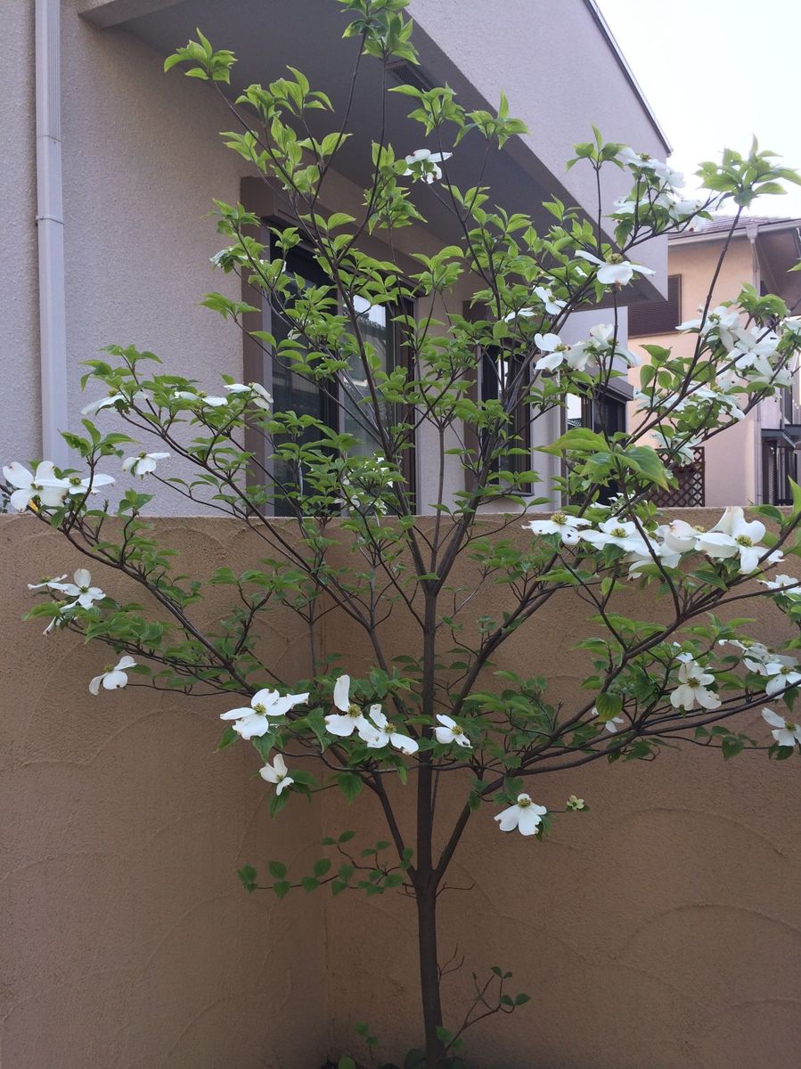 ハナミズキの育成中 2015/4/25 二年目の開花