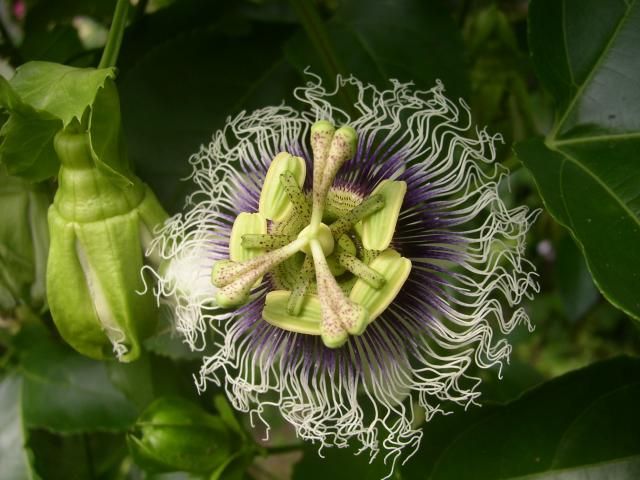 パッションフルーツの緑のカーテン　１０月 パッションフルーツの花の写真