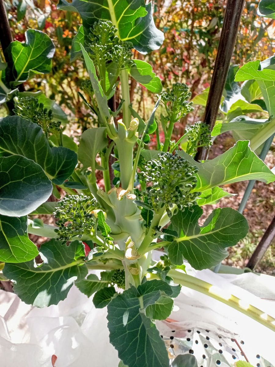 【プランター栽培】茎ブロッコリー2023 約４ヶ月後スティックセニョール