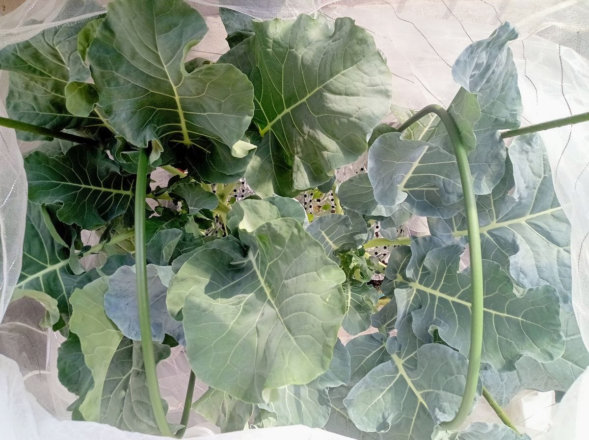 【プランター栽培】茎ブロッコリー2023 6週間後 花蕾確認
