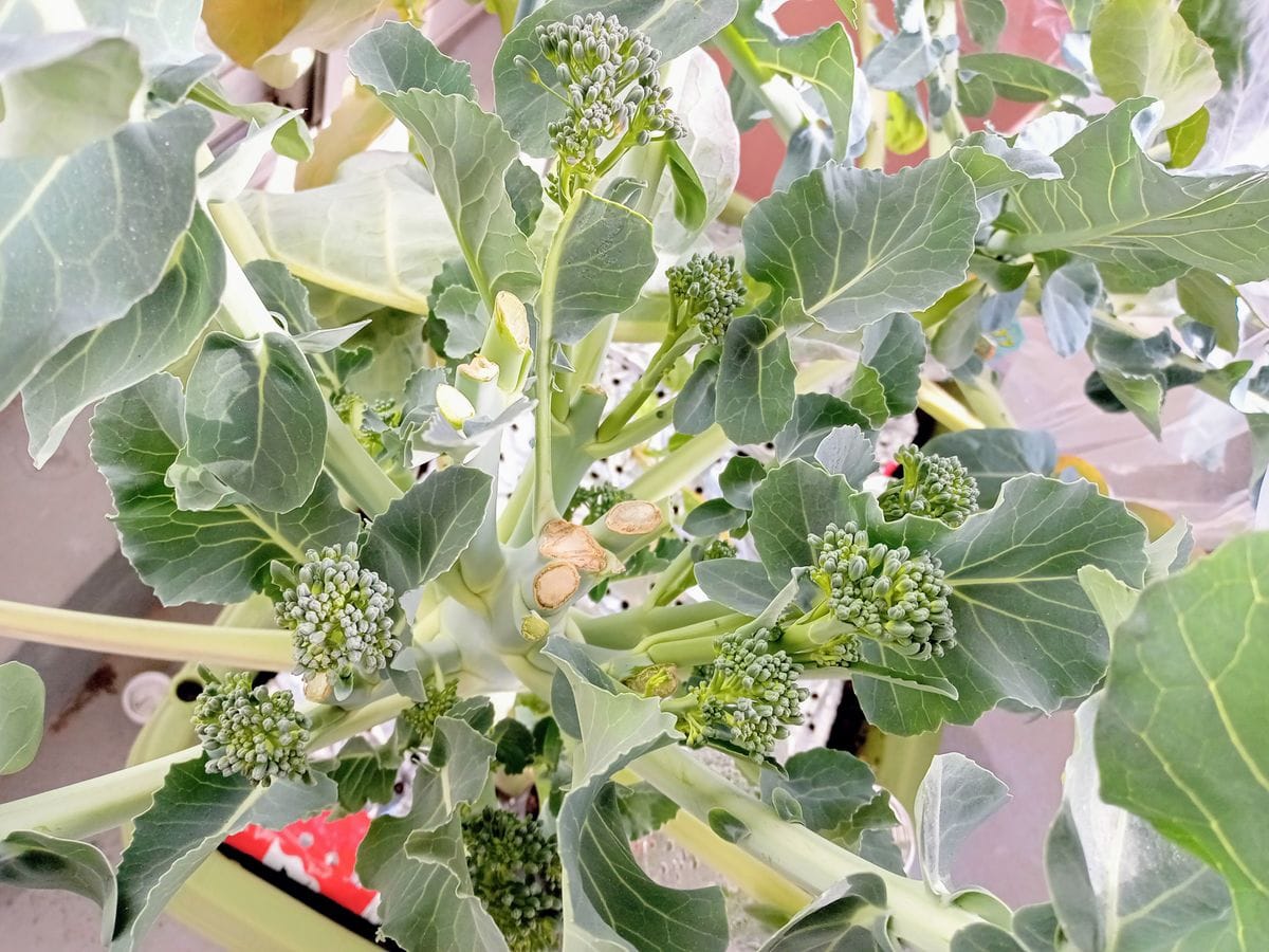 【プランター栽培】茎ブロッコリー2023 スティックセニョール側花