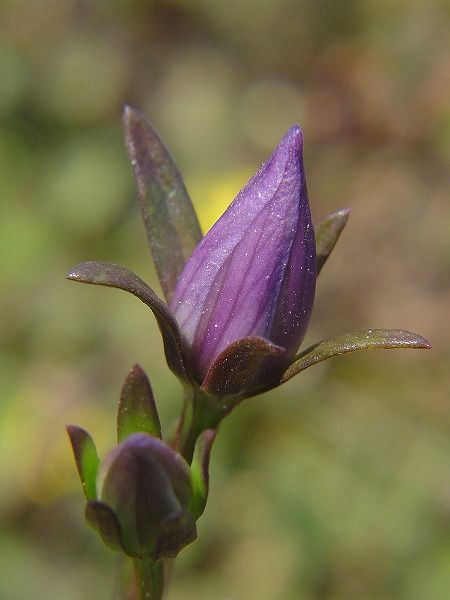 ムラサキセンブリ 開花直前