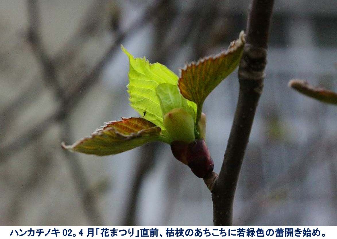 ハンカチノキ。植込み年数経ても咲かない難物。樹は比較的小さくても、咲かせる良い方法があった。しかし、雲霧林植物のコツが要る。 ハンカチノキ02。4月初旬「花まつり」直前。枯枝のあちこちに若緑色の蕾開き始め。若きハンカチノキくん、最高の時。