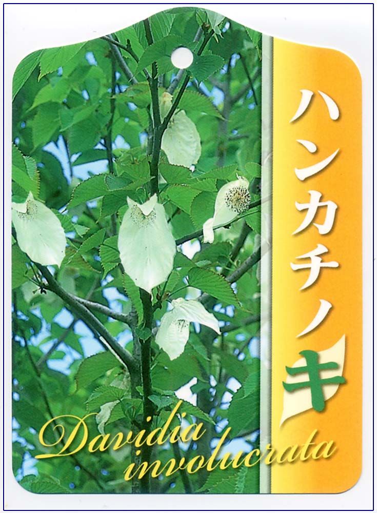 ハンカチノキ。植込み年数経ても咲かない難物。樹は比較的小さくても、咲かせる良い方法があった。しかし、雲霧林植物のコツが要る。