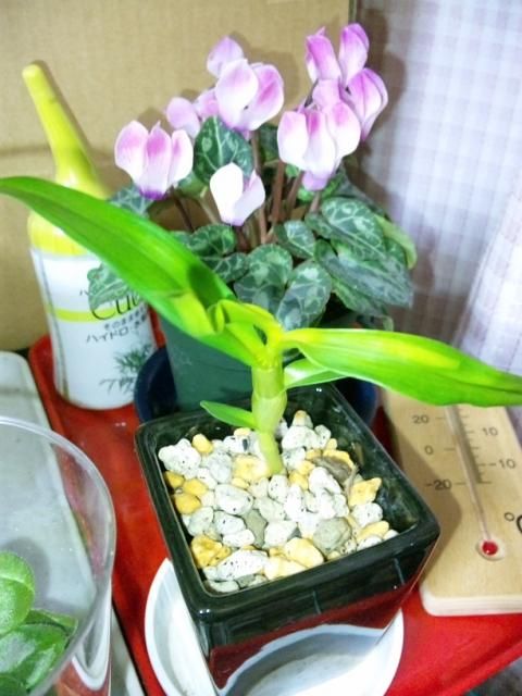 大震災を生き抜いたデンドロちゃん(*^^)v もともと植えてあった鉢にお引越し