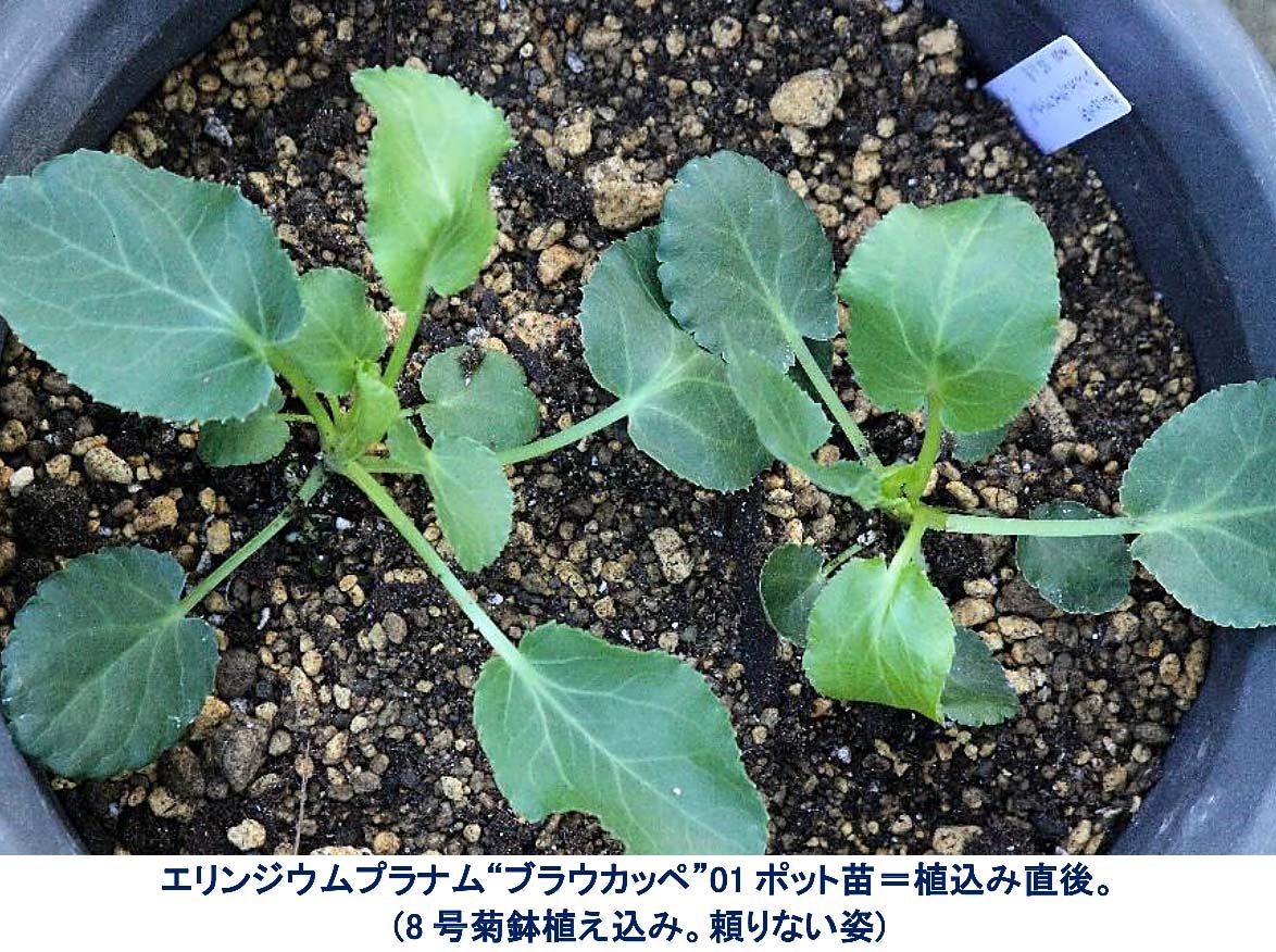 エリンジウムプラナム“ブラウカッペ”ポット苗。貧相2苗在庫のためカクスポット植え断念。8号菊鉢2苗植え簡素エコノミースタイル。 エリンジウムプラナム“ブラウカッペ”01。ポット苗購入。衰弱2苗しか在庫無く、カクスポット植え断念。8号菊鉢2苗植えの簡素エコノミースタイル。