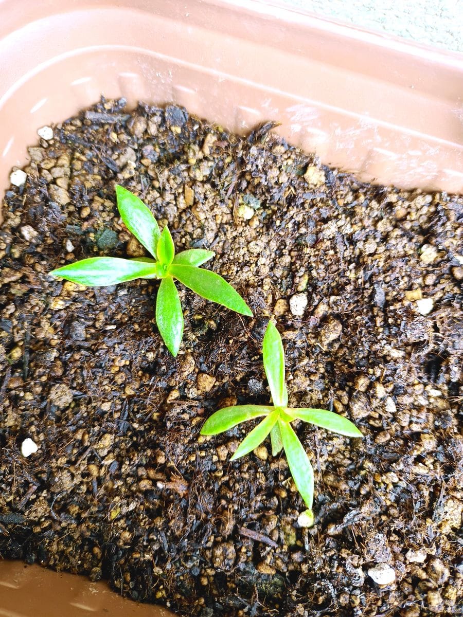 レウィシア・エリーゼを種から育てる 追加で発芽確認