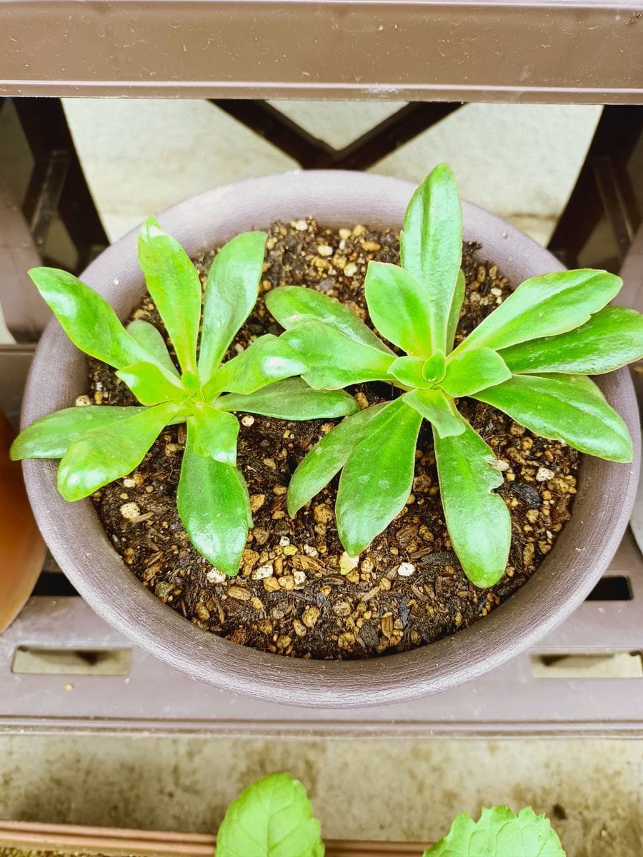 レウィシア・エリーゼを種から育てる 植木鉢へお引越し