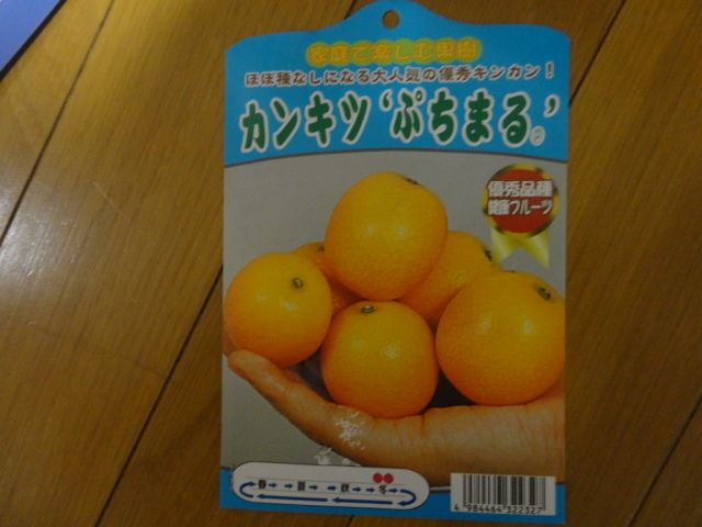 甘ーい種なし金柑　生で食べたい