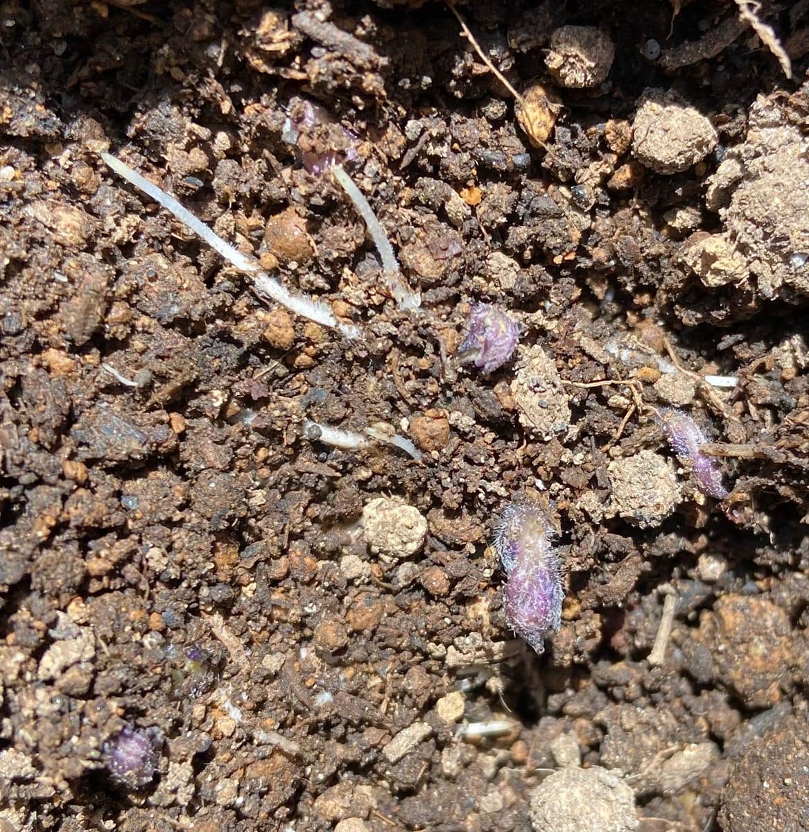 ジャガイモ　青森県 掘ってみた　芽と根を確認