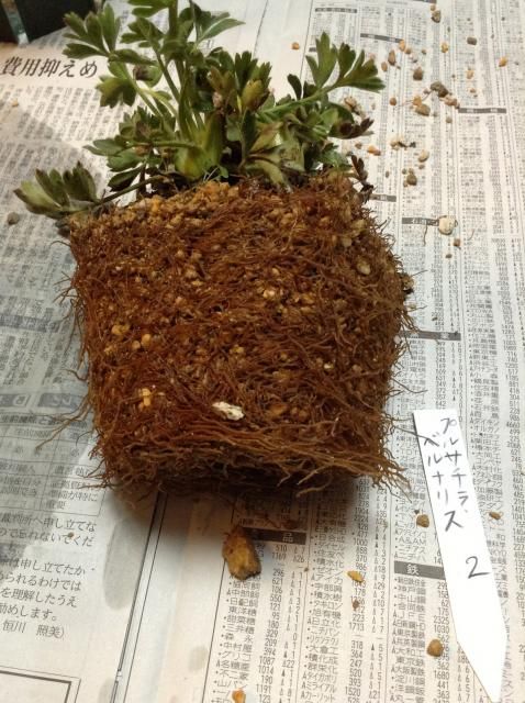 金色に輝くコートをまとった貴婦人 植え替え