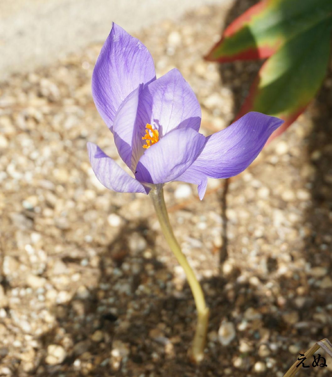 秋咲きクロッカス 開花しました