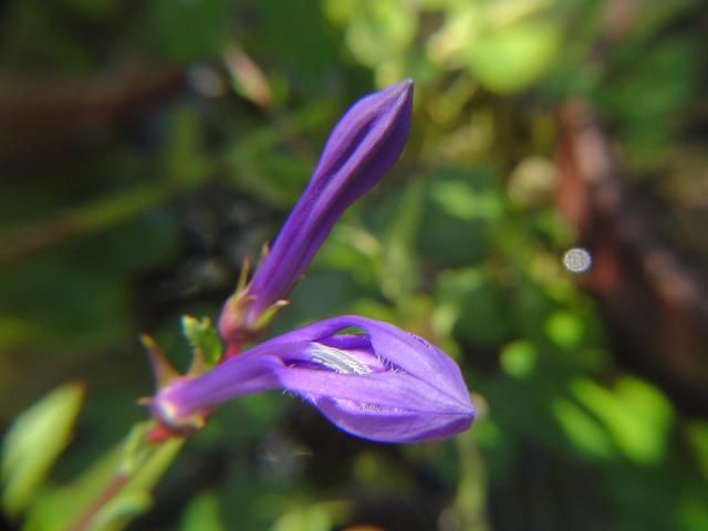 サワギキョウ 開花直前です。