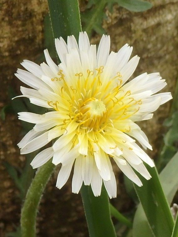 シロバナタンポポを群生させたい(⌒‐⌒)✋ シロバナタンポポ、庭で初開花