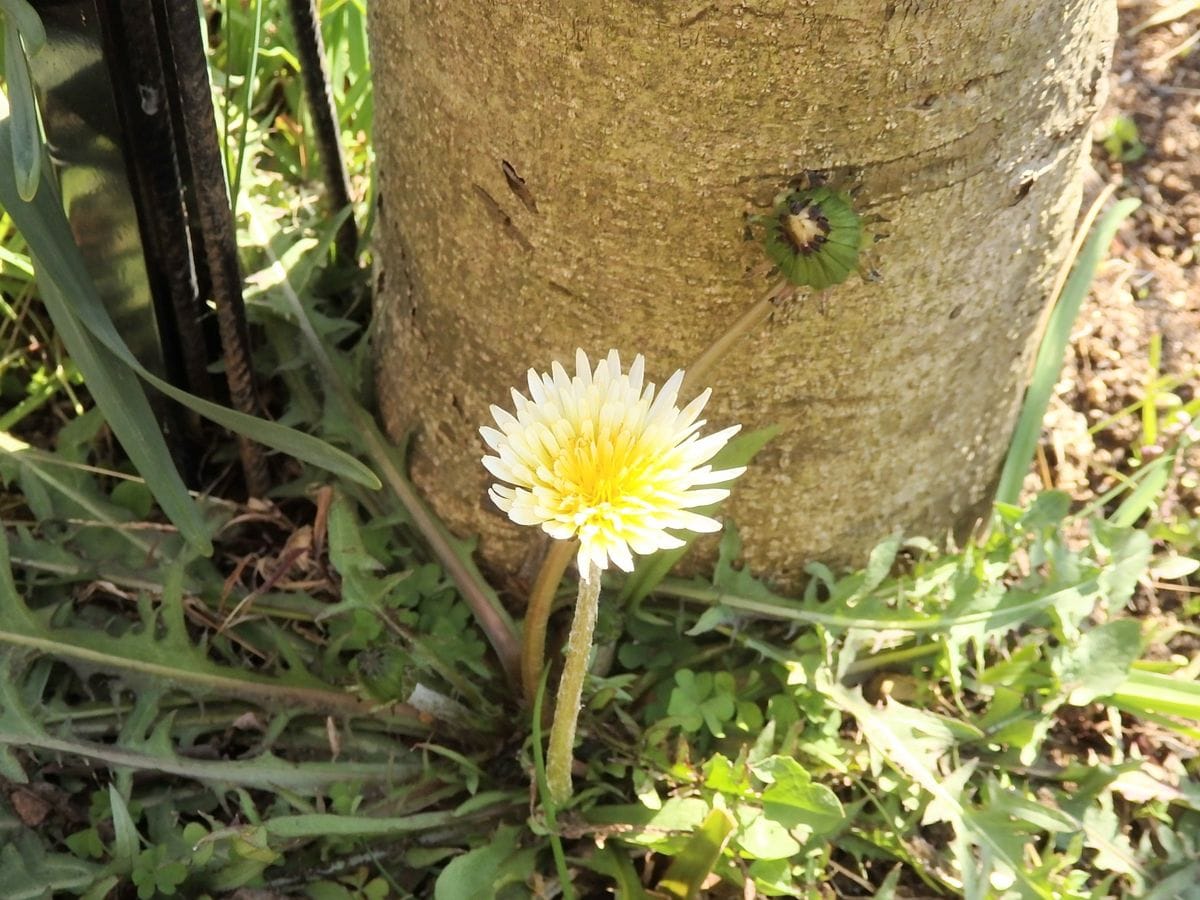 シロバナタンポポを群生させたい(⌒‐⌒)✋ 目玉焼きみたいな花です。