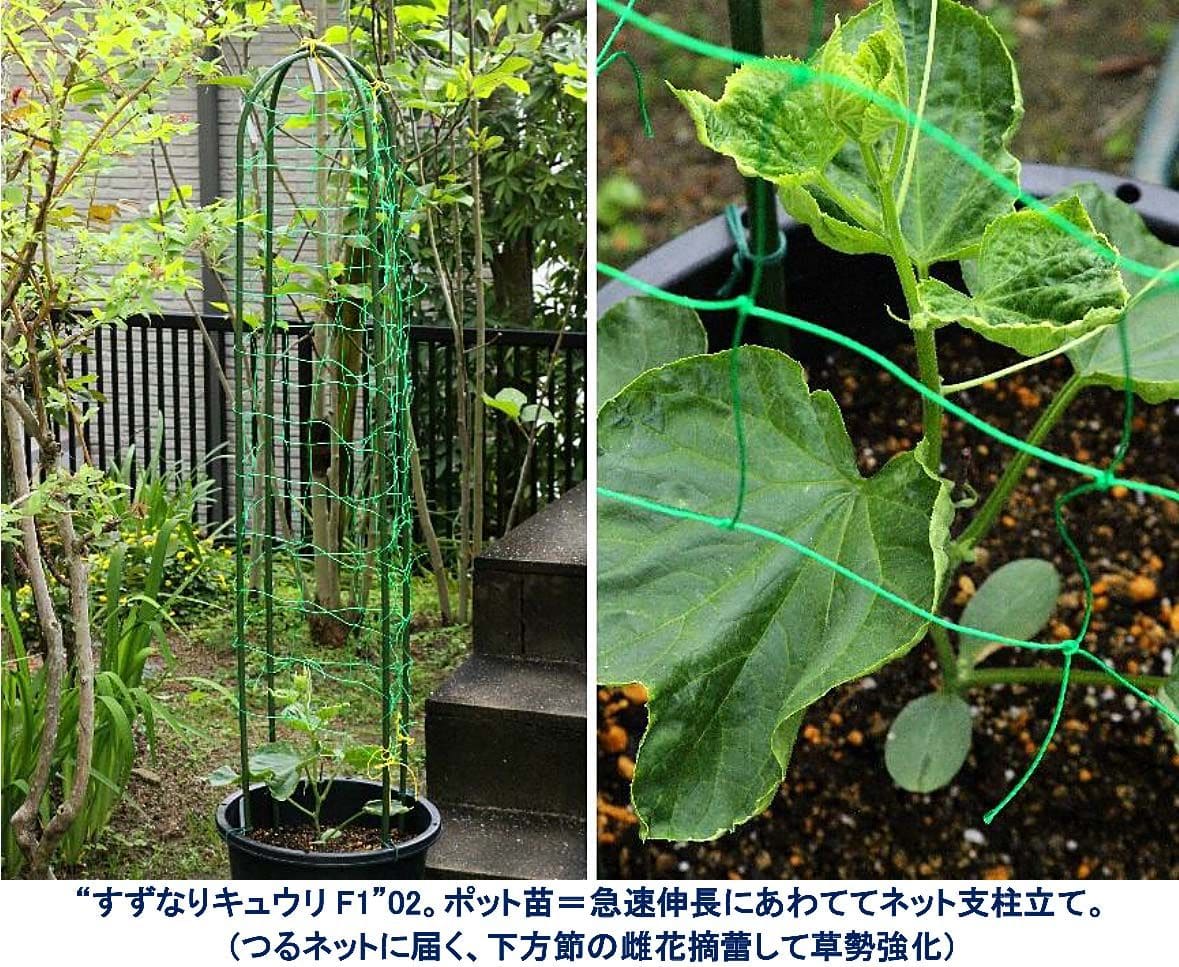 初めての野菜造り二番目“すずなりキュウリF1”。女房から「花ばかり作ってないで、野菜も作って！」クレーム。園芸店注文のキュウリ苗到着。乗気しないが試行。 初めての野菜造り二番目“すずなりキュウリF1”02。24年4月下旬「穀雨」過ぎ。フェン現象による初夏陽気が続き、元気回復。急速伸長、あわてて支柱立て。