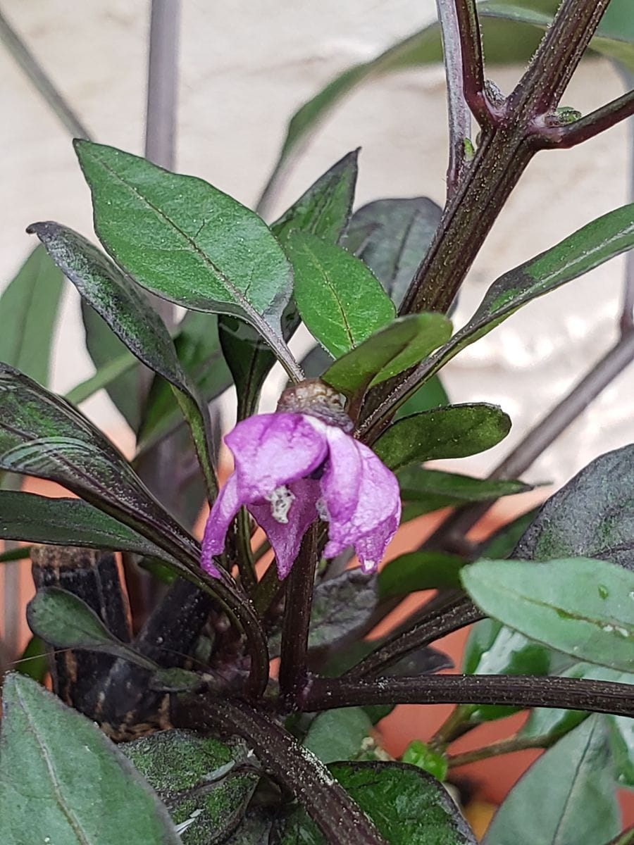 冬越しの観賞用とうがらし(オニキスレッド) 紫の可愛らしい花が咲きました💜