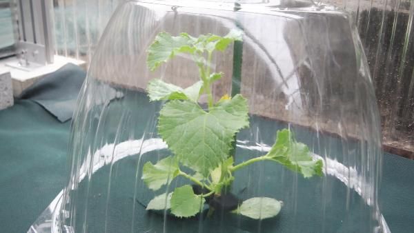 サンライズメロンを育ててみます 植え付けしました。