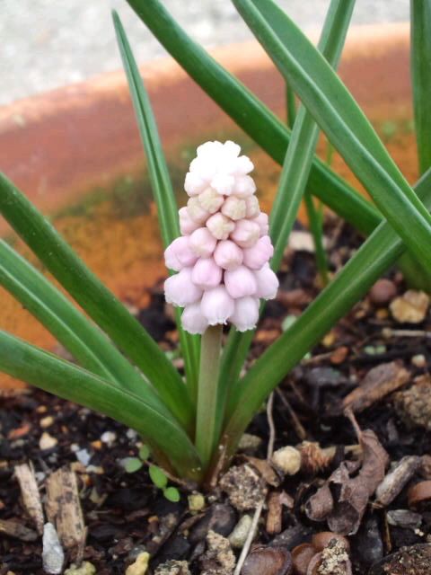 ムスカリ・ピンクサンライズ お花が出てきました～