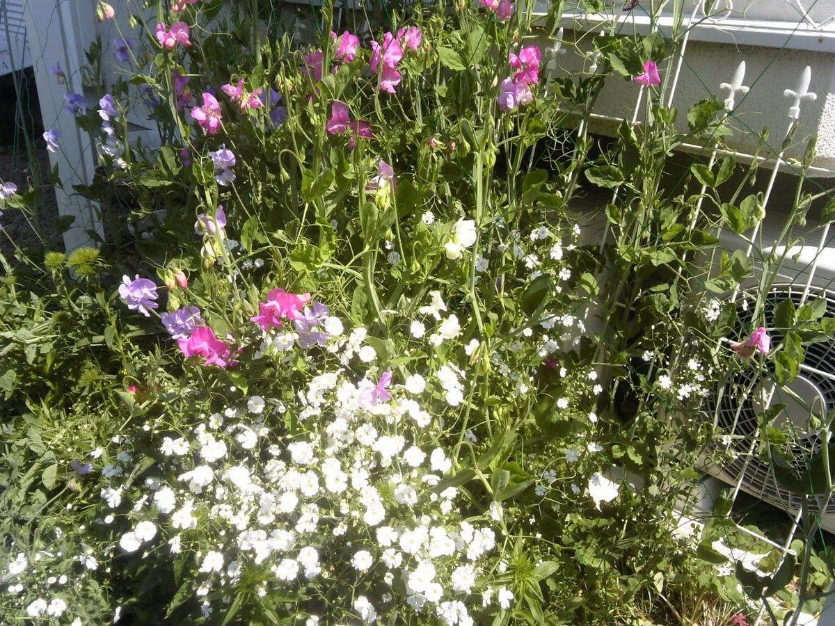 5 2 春の庭に霞がかかってます 白花かすみ草を種から育ててみる そだレポ みんなの趣味の園芸