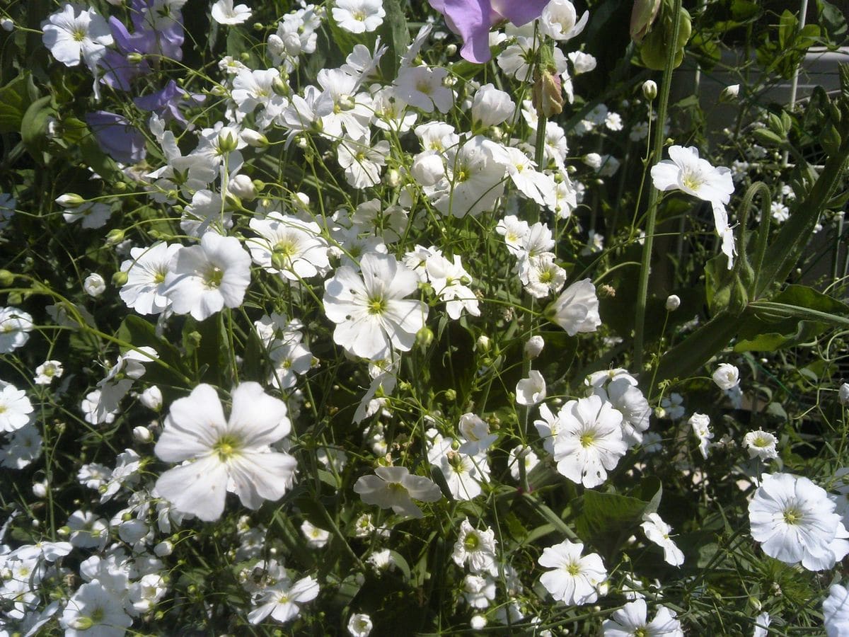 白花かすみ草を種から育ててみる そだレポ 栽培レポート Byぷるめりあ みんなの趣味の園芸