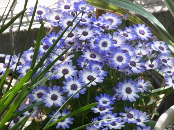 夏越しセネッティ 5月8日　半日陰へ