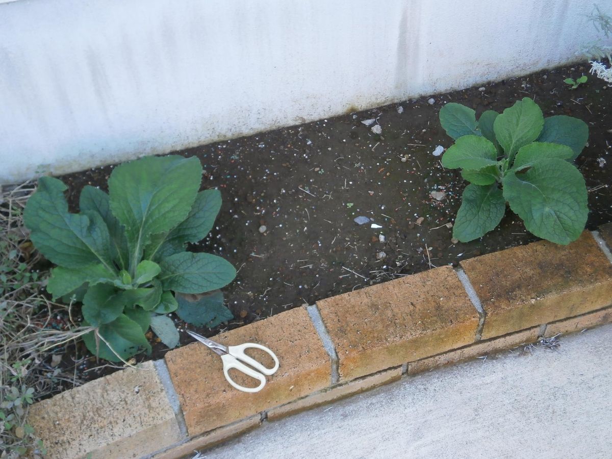 挿し芽で増やしたジギタリス 不揃いなジギタリスたち