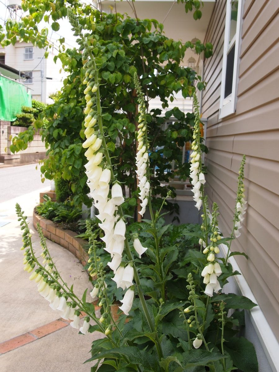 挿し芽で増やしたジギタリス 開花しました