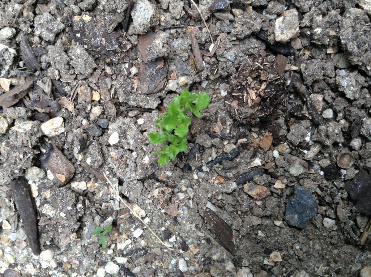 フリフリのラナンキュラスを育てたい 芽が出ました。