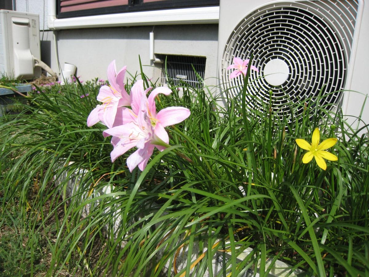 二年目の「カラフル」ゼフィランサス＜Ⅱ＞ 翌朝には開花していました！