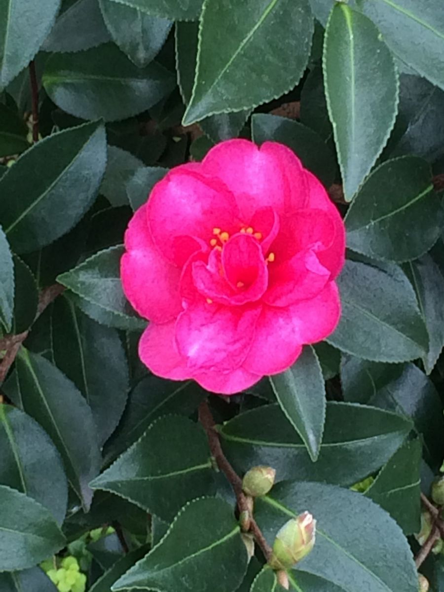 たくさんの花 赤花一番花