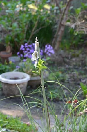 庭の野茨でスタンダードローズver.2 2013-4/5ノイバラの台木の新芽