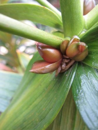 「むかご」からの栽培