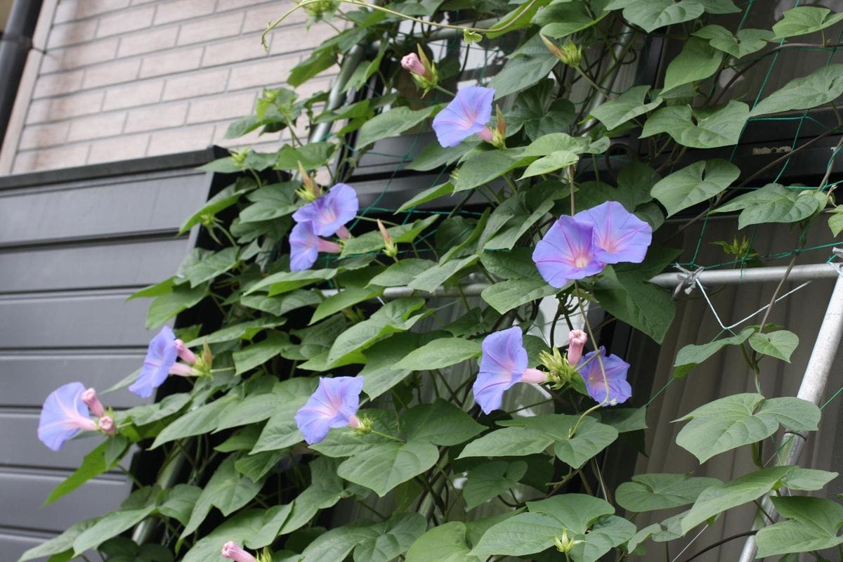 琉球朝顔の芽だし 咲いた・咲いたオーシャンブルー