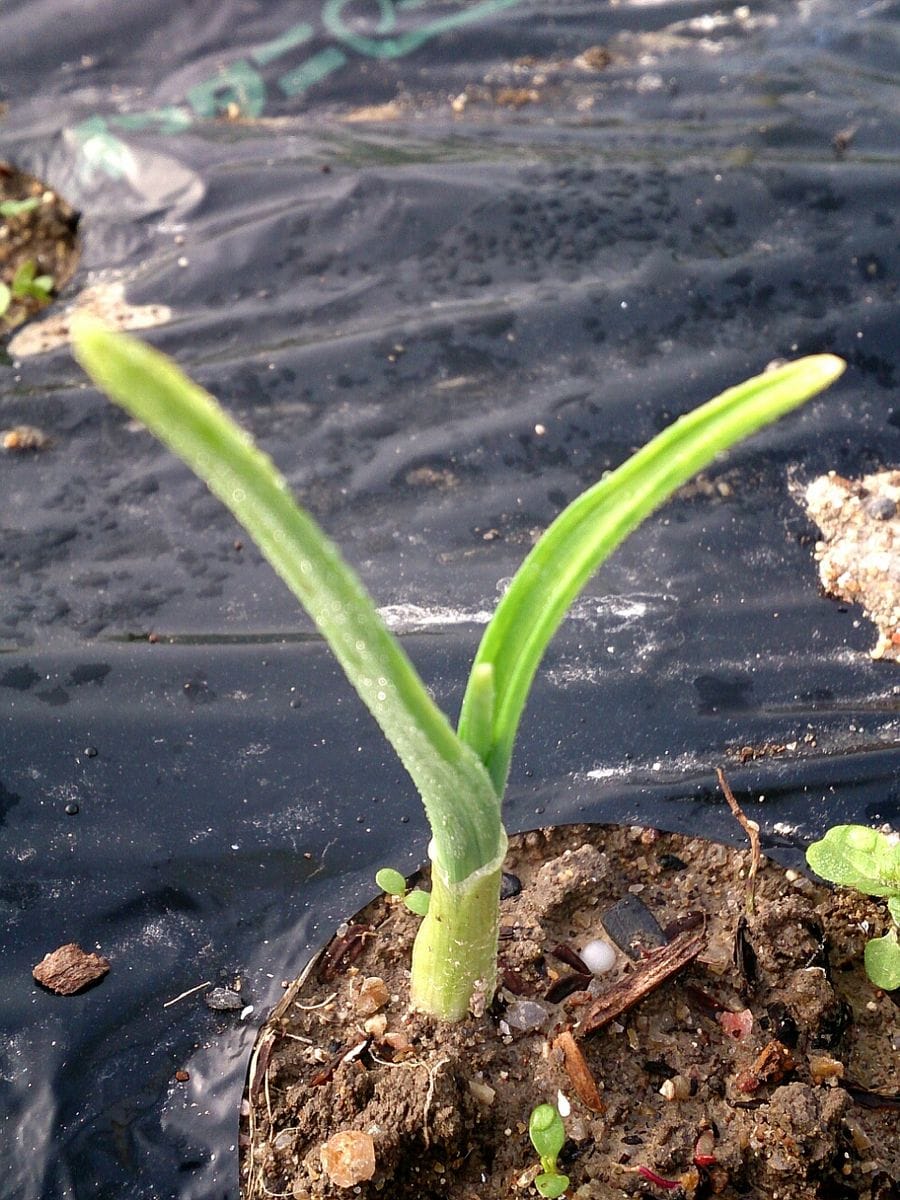 ニンニク 発芽しました。