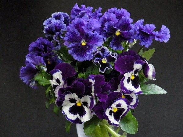4月22日 最後は切り花に タネからパンジー年内開花 そだレポ みんなの趣味の園芸
