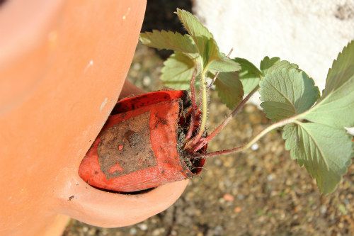 ストロベリーポットでいちごを育てる 植え方