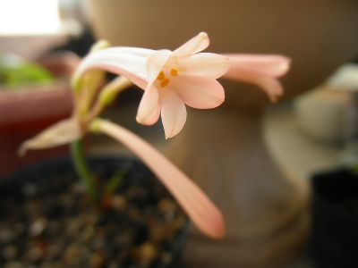 キルタンサスをベランダで。 開花してます～！