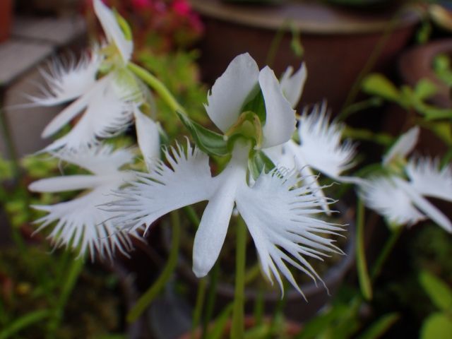 サギソウ （段ボール栽培） サギソウの純白のお花☆