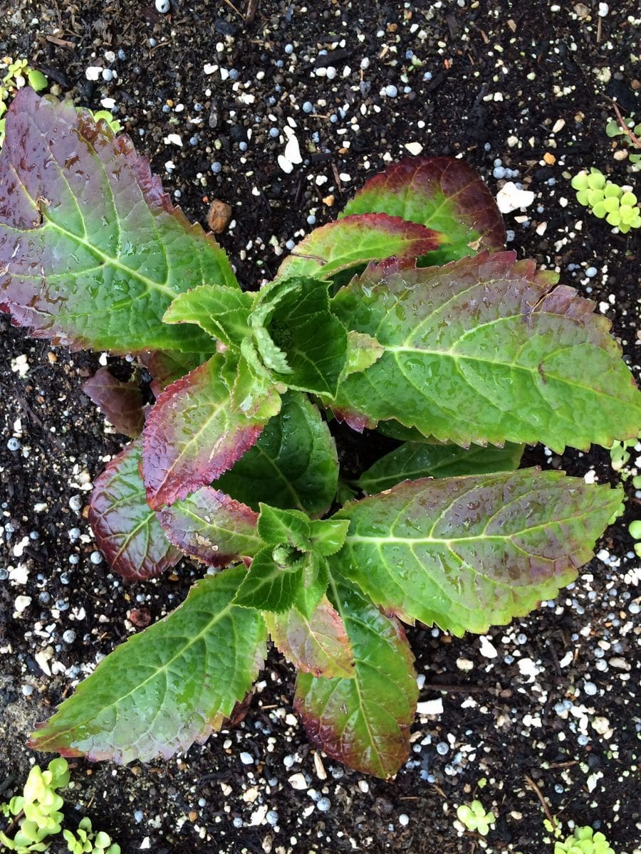 花芽が・・・ こちらは地植え