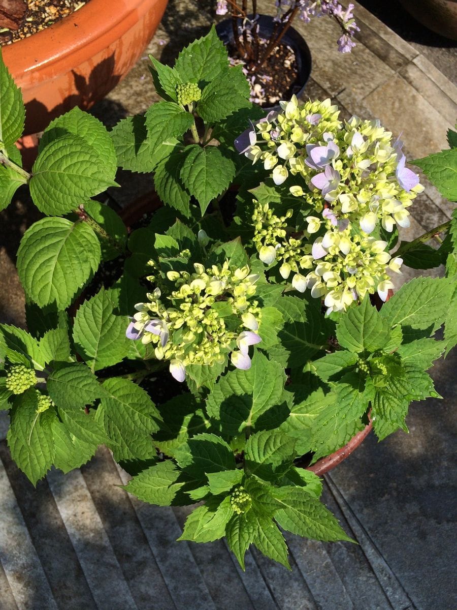 花芽が・・・ 咲き始めた！