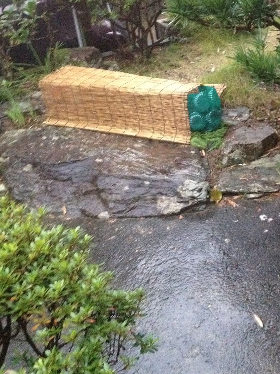 ガーデンシクラメンに学んだこと 11月25日　完全回復の直前の土砂降り