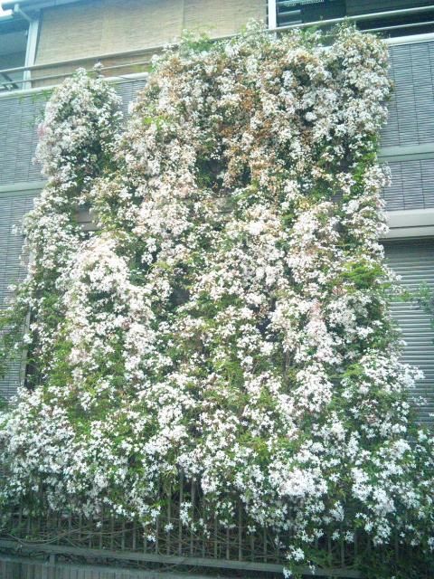 ハゴロモジャスミン咲きすぎ そだレポ 栽培レポート Bynimenhao みんなの趣味の園芸