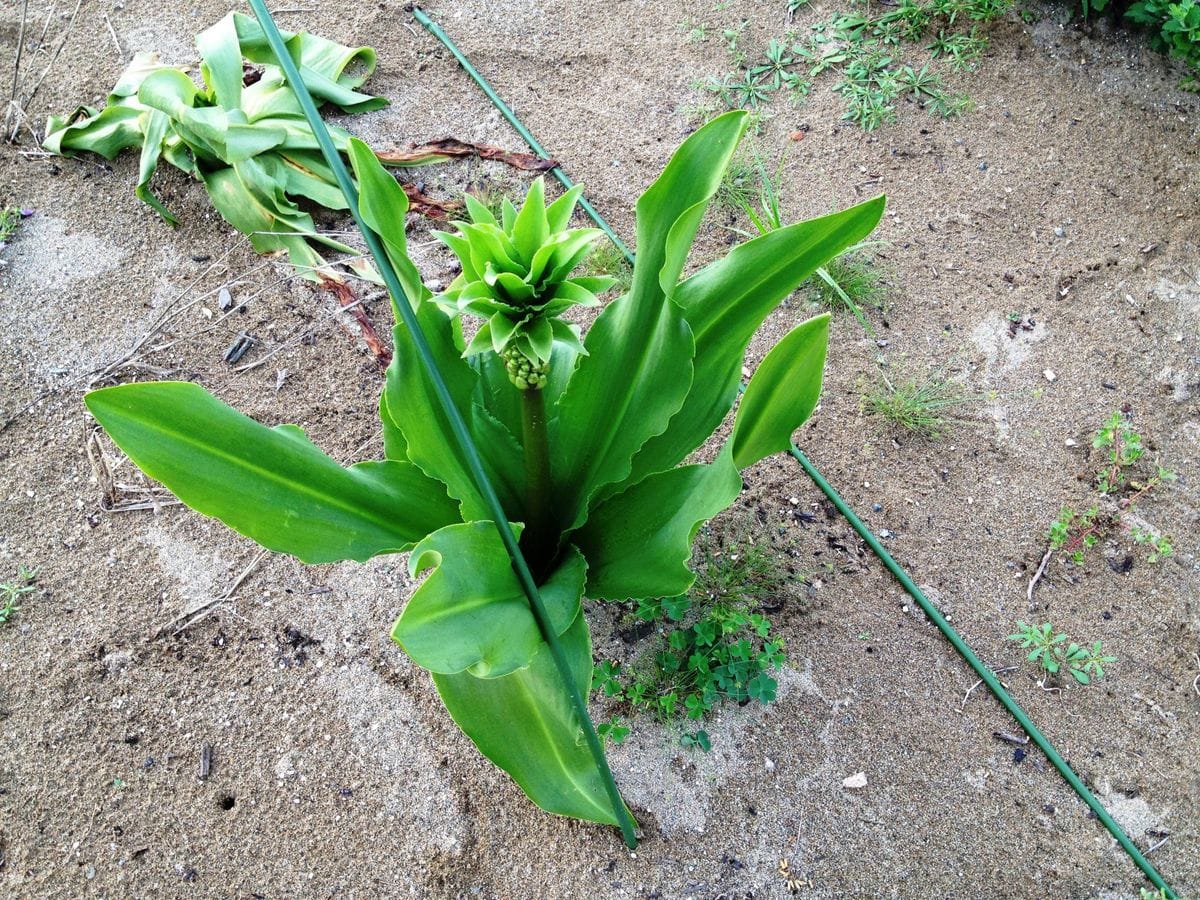 ユーコミスを増やして楽しみたい 8月上旬花茎が長くなてきた